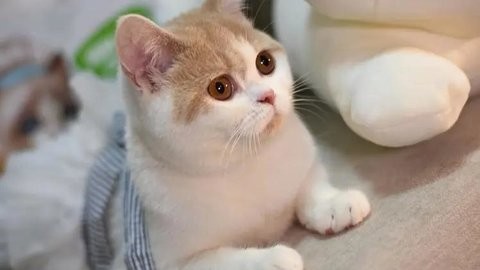 女生养宠物必备的软件合集