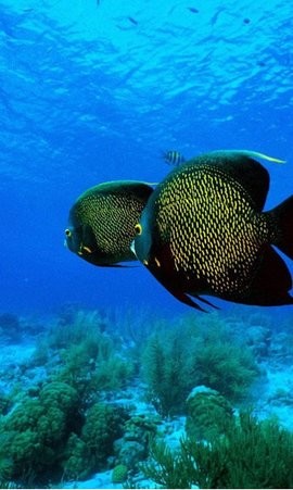 4835868301036554phu_270x480