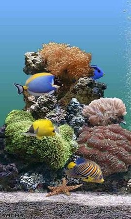 1609295776_9_270x480