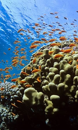 3260654301036554phu_270x480